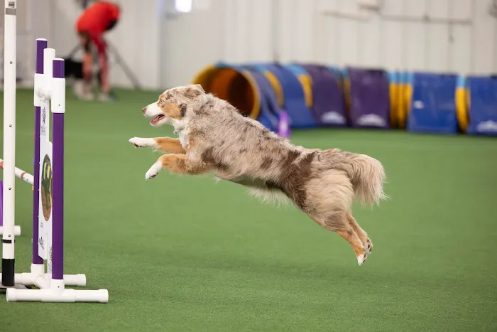 Momentum Veterinary Sports Medicine & Rehabilitation Picture 5