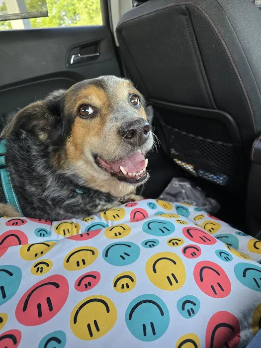 Momentum Veterinary Sports Medicine & Rehabilitation Picture 4