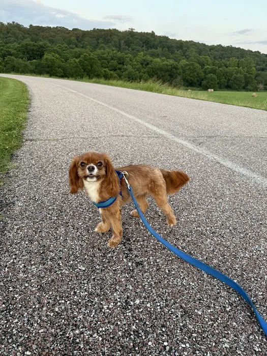 Momentum Veterinary Sports Medicine & Rehabilitation Picture 6