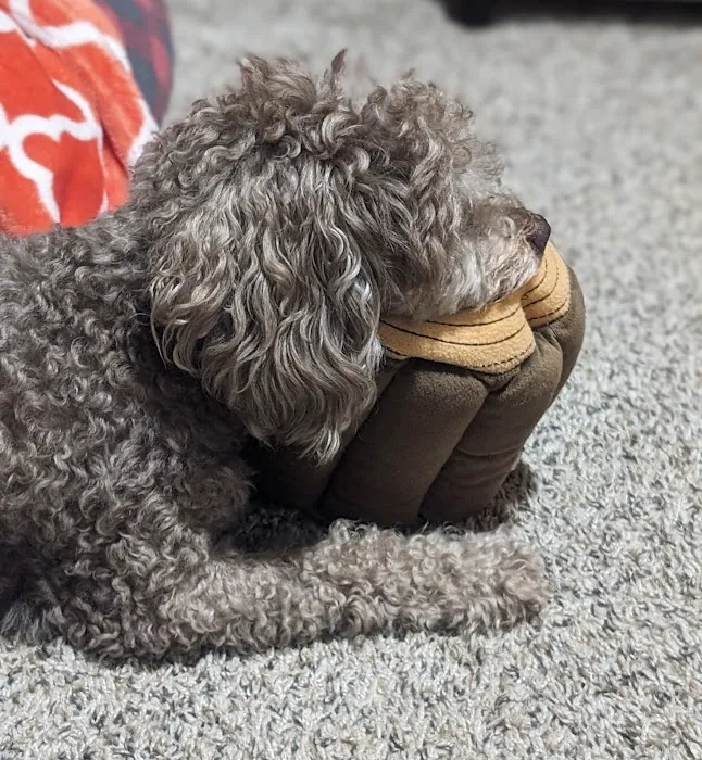 Momentum Veterinary Sports Medicine & Rehabilitation Picture 3