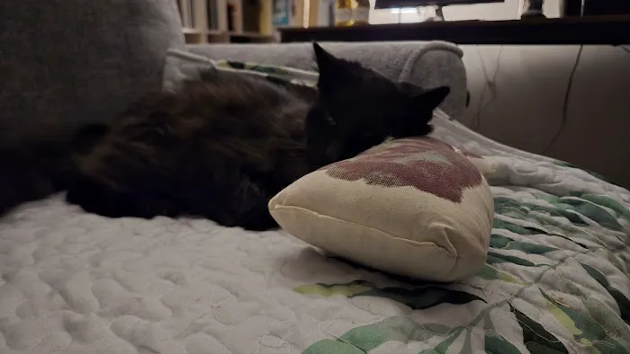 Emergency Veterinary Clinic Picture 1