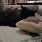 Emergency Veterinary Clinic