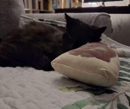 Emergency Veterinary Clinic