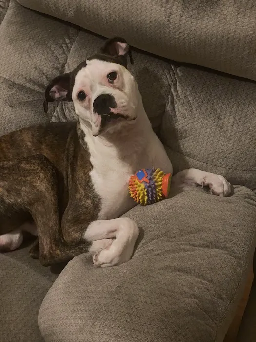 Emergency Veterinary Clinic Picture 2