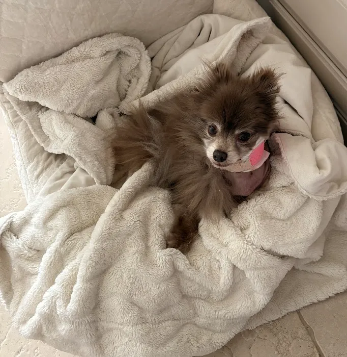 Emergency Veterinary Clinic Picture 6