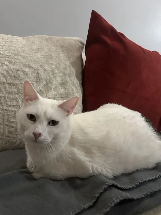 Emergency Veterinary Clinic Picture 5