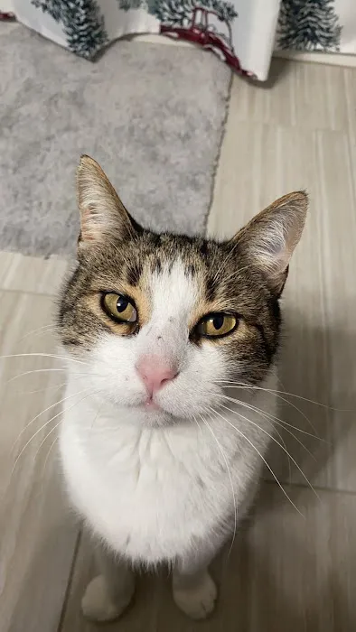 Emergency Veterinary Clinic Picture 10