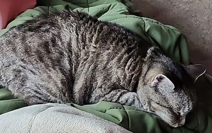 Spring Valley Veterinary Hospital - EAST Picture 3