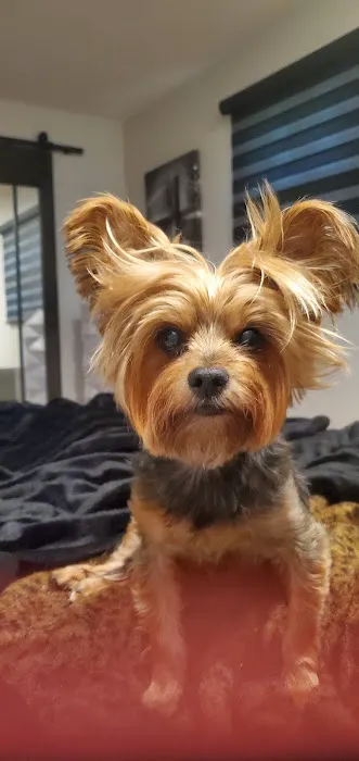 Spring Valley Veterinary Hospital - EAST Picture 1