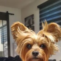 Spring Valley Veterinary Hospital - EAST ico