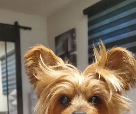 Spring Valley Veterinary Hospital - EAST