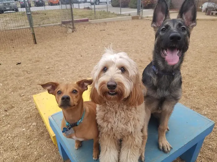 Spring Valley Veterinary Hospital - EAST Picture 8