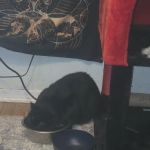 Country Club Veterinary Hospital