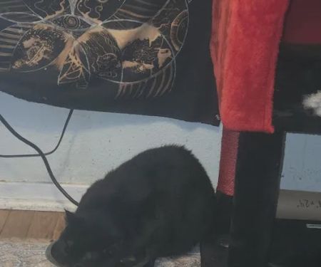 Country Club Veterinary Hospital