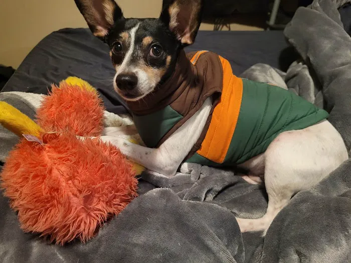 Deerfield Veterinary Hospital Picture 1