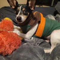 Deerfield Veterinary Hospital ico