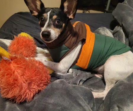 Deerfield Veterinary Hospital