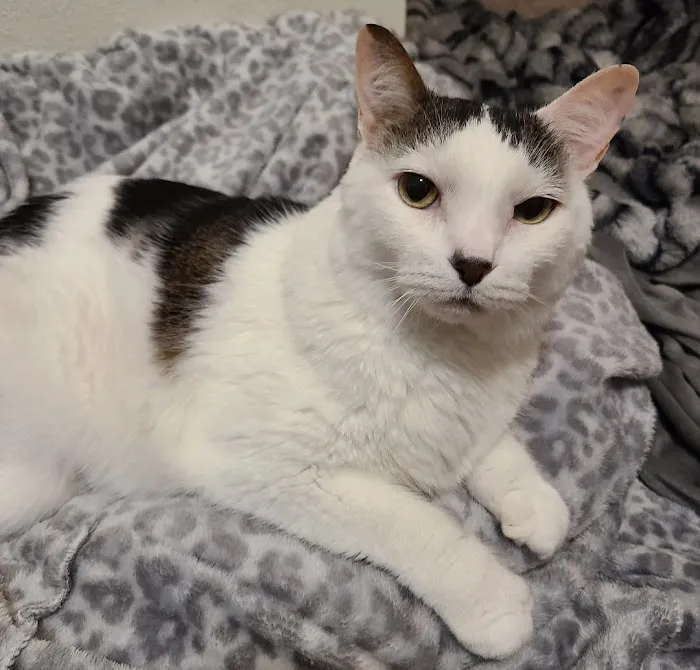 Deerfield Veterinary Hospital Picture 2