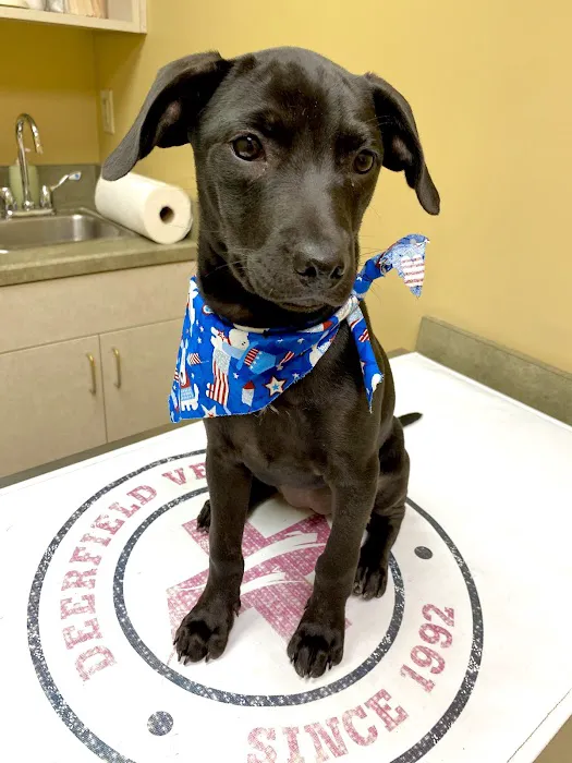 Deerfield Veterinary Hospital Picture 7