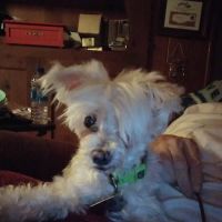 Wright Veterinarian Service ico