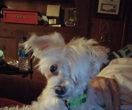 Wright Veterinarian Service