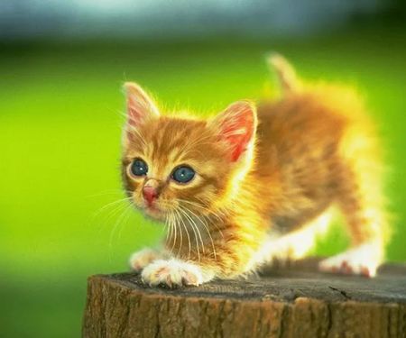 Animal Clinic of Ava