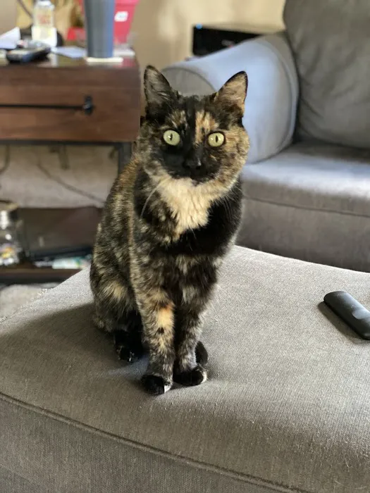 Animal Clinic of Ava Picture 2