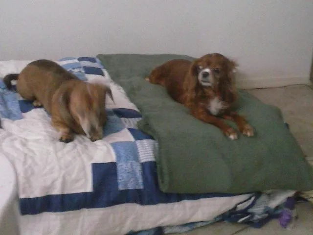 Certified Paws Mobile Canine Massage Therapy Picture 5