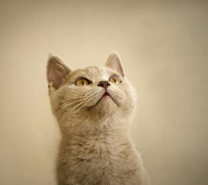 Certified Paws Mobile Canine Massage Therapy Picture 2