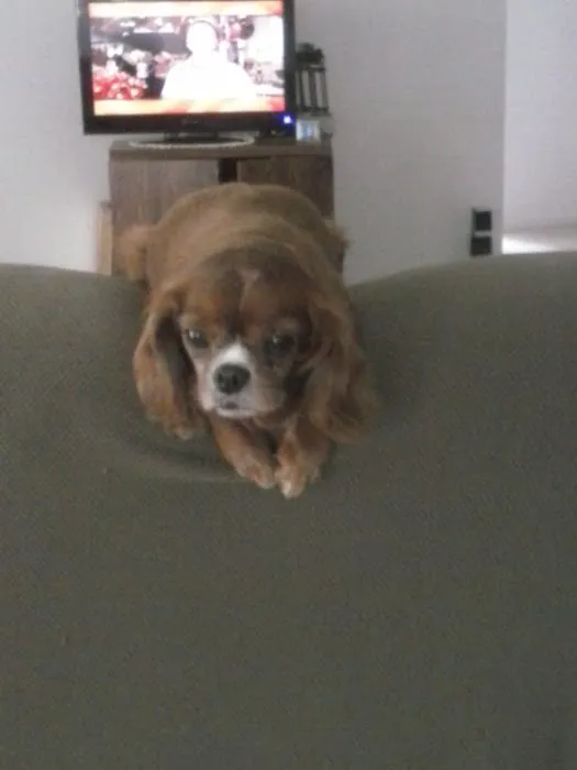 Certified Paws Mobile Canine Massage Therapy Picture 4