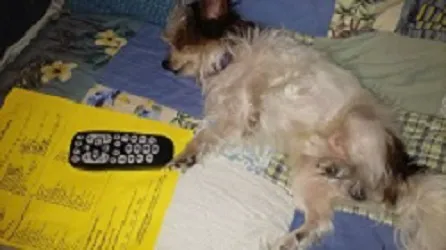 Certified Paws Mobile Canine Massage Therapy Picture 8