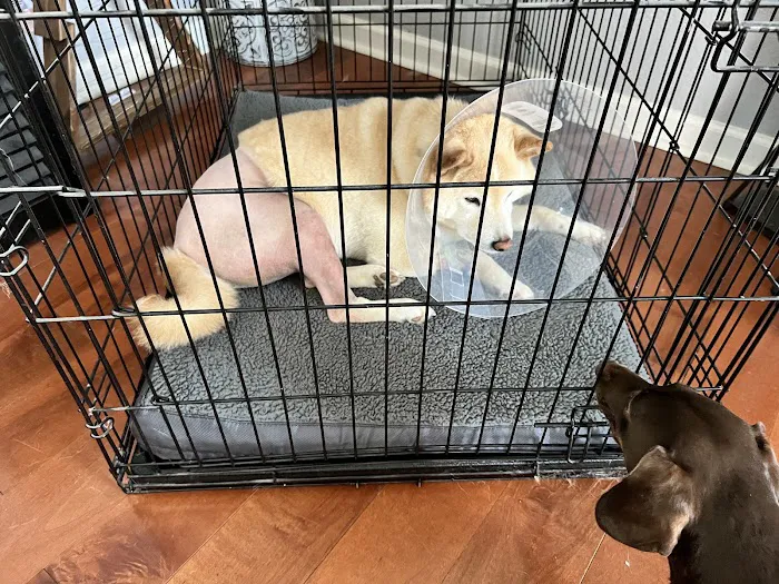 Divine Veterinary Clinic Picture 5