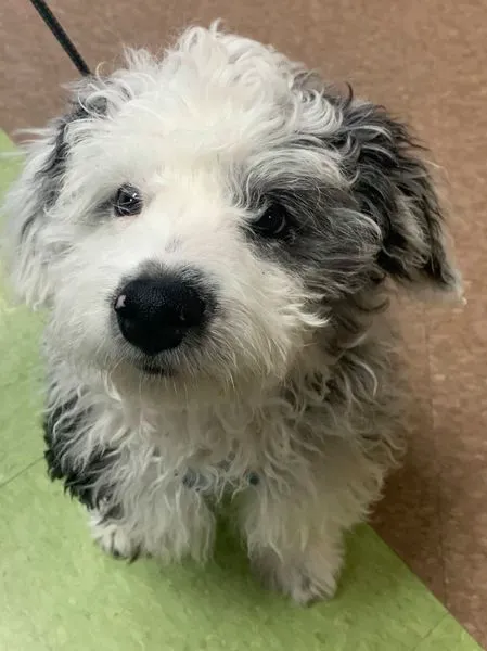 Divine Veterinary Clinic Picture 9