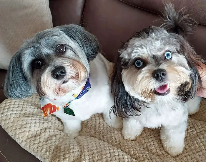 Divine Veterinary Clinic Picture 7