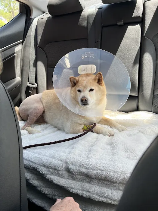 Divine Veterinary Clinic Picture 6