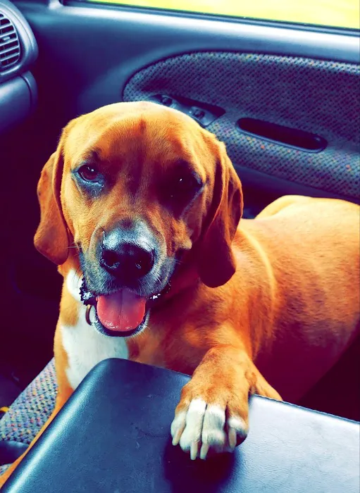 Divine Veterinary Clinic Picture 8