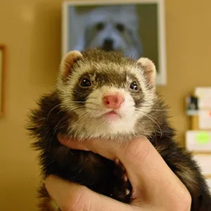 Divine Veterinary Clinic Picture 10