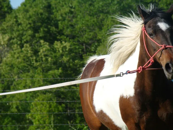 Equine Clinic Picture 3