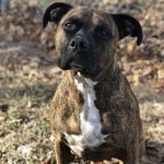 McClure Veterinary Clinic