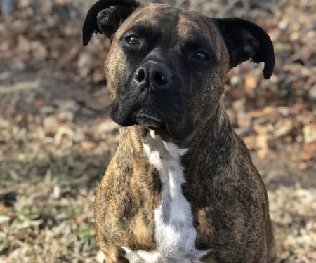 McClure Veterinary Clinic