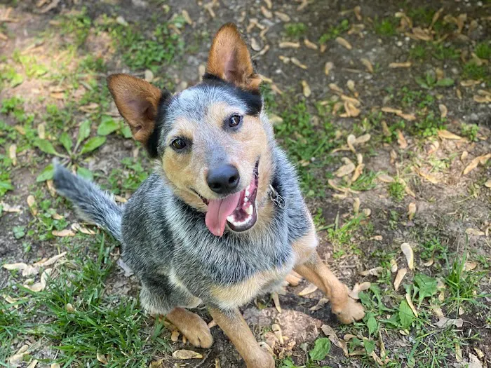 McClure Veterinary Clinic Picture 9