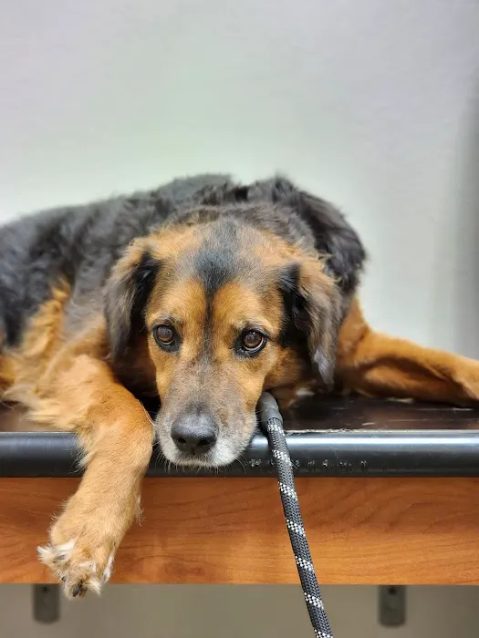 Galloway Village Veterinary Picture 2