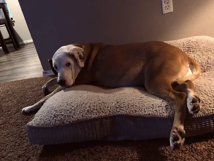 Galloway Village Veterinary Picture 1