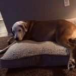 Galloway Village Veterinary