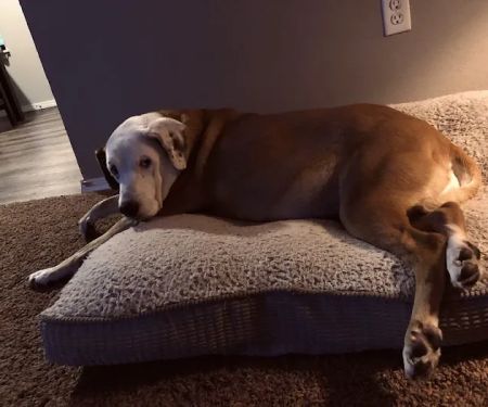 Galloway Village Veterinary