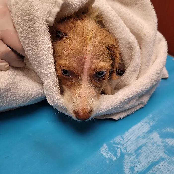 Ozark Veterinary Clinic Picture 1