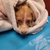 Ozark Veterinary Clinic ico