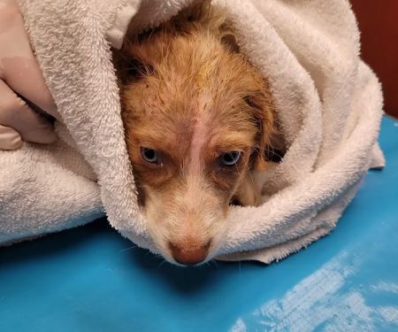 Ozark Veterinary Clinic