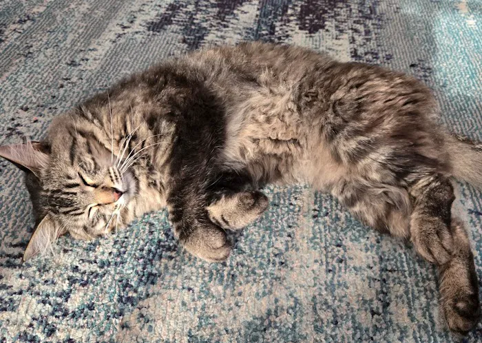 Ozark Veterinary Clinic Picture 5