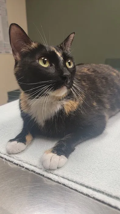 Ozark Veterinary Clinic Picture 6